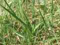 Epichnopterix_sieboldii_S_06.jpg Epichnopterix_sieboldii_S_06.jpg