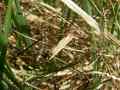 Epichnopterix_sieboldii_S_07.jpg Epichnopterix_sieboldii_S_07.jpg