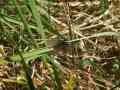 Epichnopterix_sieboldii_S_08.jpg Epichnopterix_sieboldii_S_08.jpg