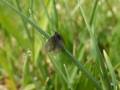 Epichnopterix_sieboldii_S_14.jpg Epichnopterix_sieboldii_S_14.jpg