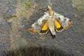 Epilecta_linogrisea_S_05.jpg Epilecta_linogrisea_S_05.jpg