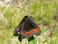 Erebia_meolans_S_02.jpg Erebia_meolans_S_02.jpg