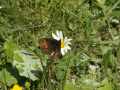 Erebia_meolans_S_18.jpg Erebia_meolans_S_18.jpg