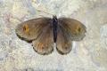 Erebia_meolans_S_23.jpg Erebia_meolans_S_23.jpg