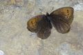 Erebia_pandrose_S_03.jpg Erebia_pandrose_S_03.jpg
