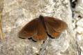 Erebia_styx_S_01.jpg Erebia_styx_S_01.jpg