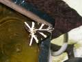 Euplagia_quadripunctaria_S_05.jpg Euplagia_quadripunctaria_S_05.jpg