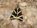 Euplagia_quadripunctaria_S_11.jpg Euplagia_quadripunctaria_S_11.jpg
