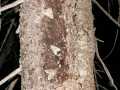 Eurois_occulta_S_05.jpg Eurois_occulta_S_05.jpg
