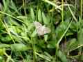 Hadena_albimacula_S_01.jpg Hadena_albimacula_S_01.jpg