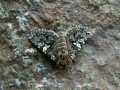 Hadena_albimacula_S_03.jpg