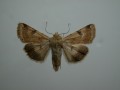 Heliothis_peltigera_S_01.jpg
