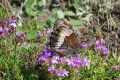 Hipparchia_alcyone_S_08.jpg Hipparchia_alcyone_S_08.jpg