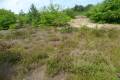 Hipparchia_statilinus_L_05.jpg Hipparchia_statilinus_L_05.jpg