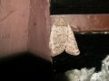 Hoplodrina_respersa_S_02.jpg Hoplodrina_respersa_S_02.jpg