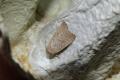 Hoplodrina_superstes_S_02.jpg Hoplodrina_superstes_S_02.jpg