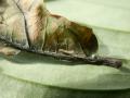 Idia_calvaria_R_01.jpg Idia_calvaria_R_01.jpg