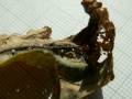 Idia_calvaria_R_02.jpg Idia_calvaria_R_02.jpg