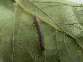 Idia_calvaria_R_04.jpg Idia_calvaria_R_04.jpg