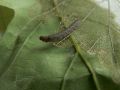 Idia_calvaria_R_05.jpg Idia_calvaria_R_05.jpg