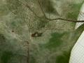 Idia_calvaria_R_07.jpg Idia_calvaria_R_07.jpg