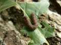 Idia_calvaria_R_09.jpg Idia_calvaria_R_09.jpg
