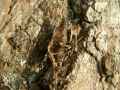 Idia_calvaria_R_10.jpg Idia_calvaria_R_10.jpg