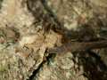 Idia_calvaria_R_12.jpg Idia_calvaria_R_12.jpg