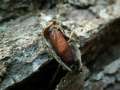 Idia_calvaria_R_14.jpg Idia_calvaria_R_14.jpg