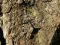 Idia_calvaria_S_02.jpg Idia_calvaria_S_02.jpg