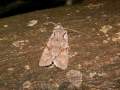 Lithophane_furcifera_S_07.jpg Lithophane_furcifera_S_07.jpg