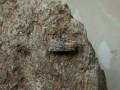 Lycophotia_porphyrea_S_01.jpg