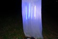Minucia_lunaris_L_03.jpg Minucia_lunaris_L_03.jpg