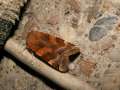 Noctua_fimbriata_S_11.jpg Noctua_fimbriata_S_11.jpg
