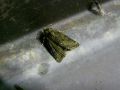 Oligia_latruncula_S_01.jpg