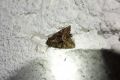 Oligia_versicolor_S_03.jpg Oligia_versicolor_S_03.jpg