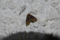Oligia_versicolor_S_04.jpg Oligia_versicolor_S_04.jpg