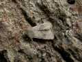 Orthosia_cruda_S_02.jpg Orthosia_cruda_S_02.jpg