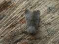 Orthosia_cruda_S_03.jpg Orthosia_cruda_S_03.jpg