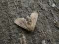 Orthosia_cruda_S_04.jpg Orthosia_cruda_S_04.jpg