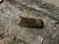 Orthosia_incerta_S_03.jpg Orthosia_incerta_S_03.jpg