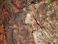 Paradiarsia_glareosa_S_02.jpg Paradiarsia_glareosa_S_02.jpg