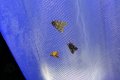 Polymixis_flavicincta_S_02.jpg Polymixis_flavicincta_S_02.jpg