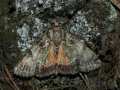 Polyphaenis_sericata_S_02.jpg Polyphaenis_sericata_S_02.jpg