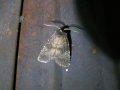 Rusina_ferruginea_S_01.jpg