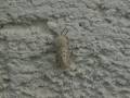 Spilosoma_lubricipeda_S_01.jpg