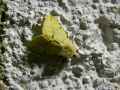 Spilosoma_lutea_S_01.jpg
