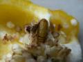 Spodoptera_exigua_R_02.jpg