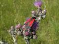 Zygaena_filipendulae_S_02.jpg