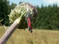 Zygaena_filipendulae_S_06.jpg